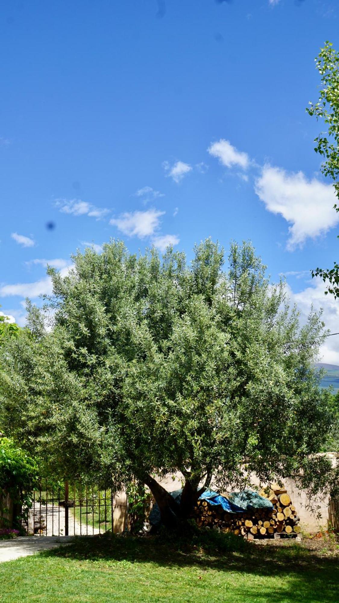 La Belle Histoire Gite Luberon Bédoin Exteriör bild